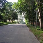 Street with high canopy trees